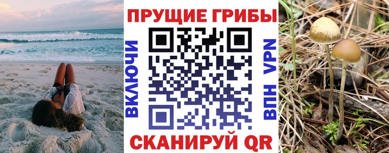 закладка  Славянск-на-Кубани  площадка формула  Галлюциногенные грибы Psilocybe 